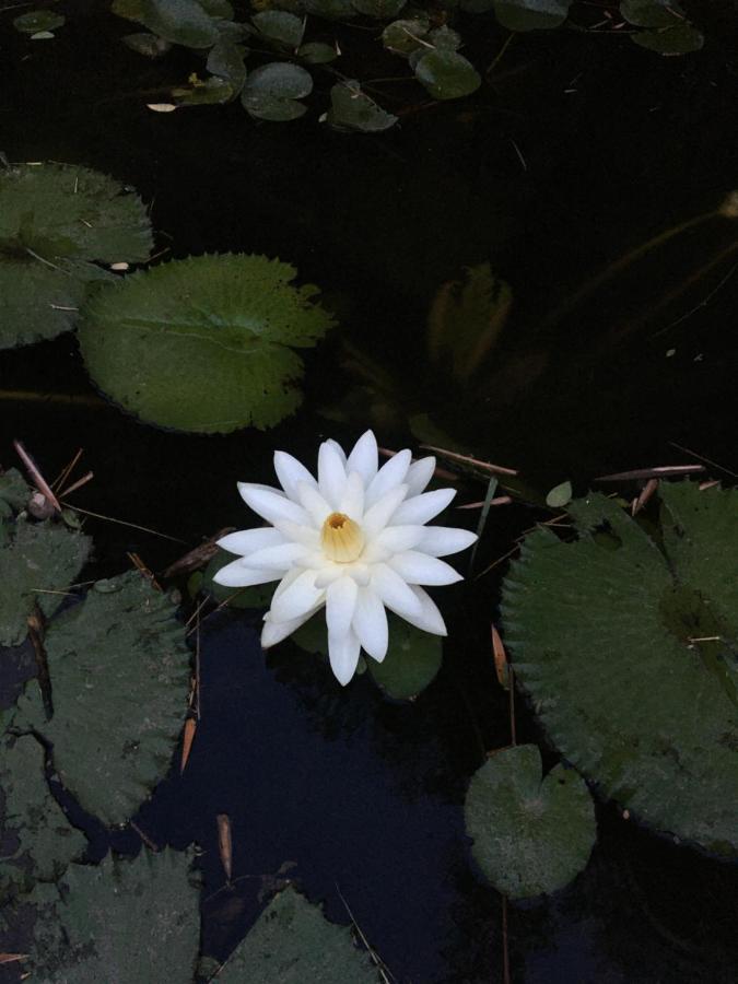 White Butterfly - A Countryside Homestay تريفِندرم المظهر الخارجي الصورة