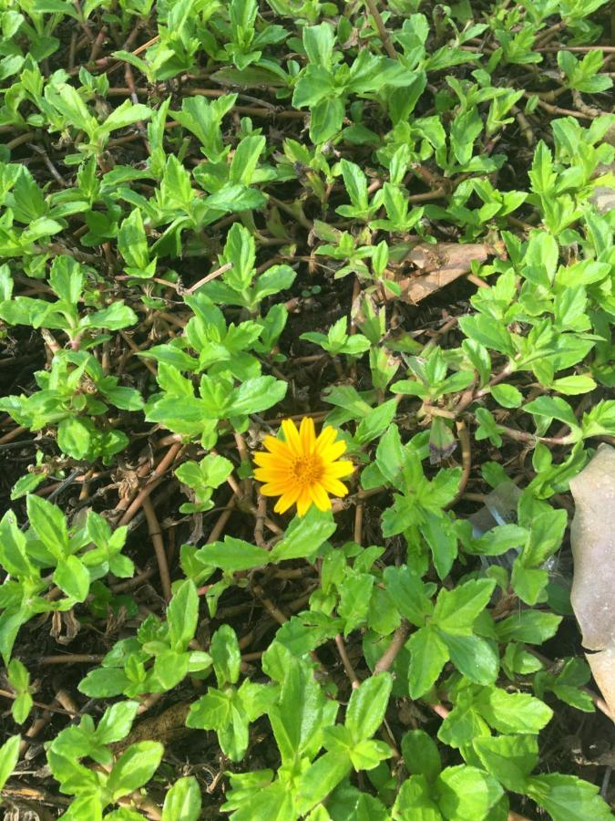 White Butterfly - A Countryside Homestay تريفِندرم المظهر الخارجي الصورة